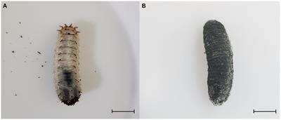 Characterization of Bacillus velezensis TJS119 and its biocontrol potential against insect pathogens